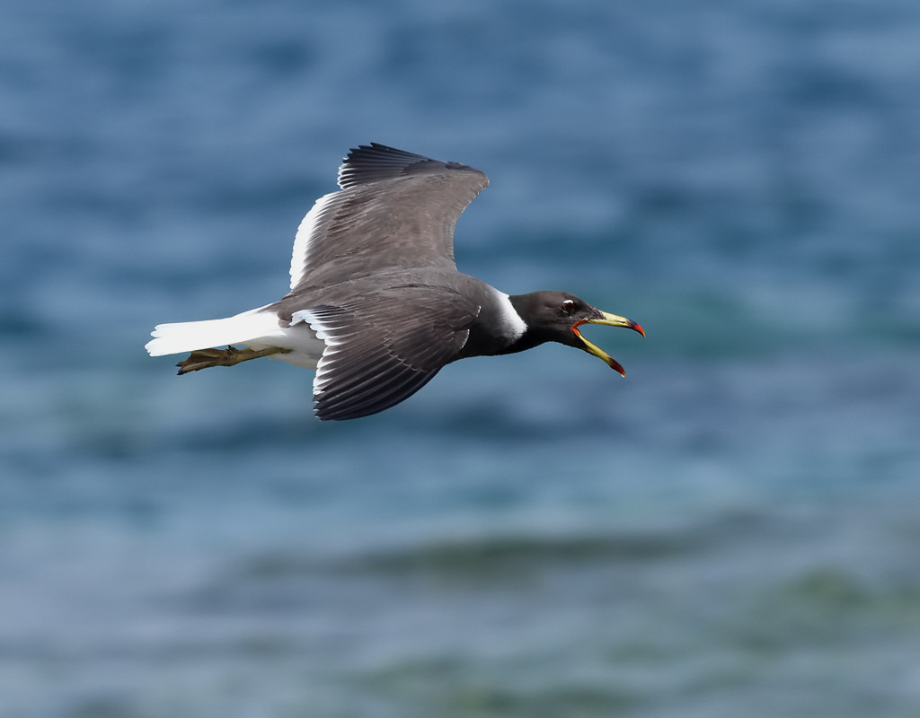 Sotms <br> Sooty Gull <br> Ichthyaetus hemprichii