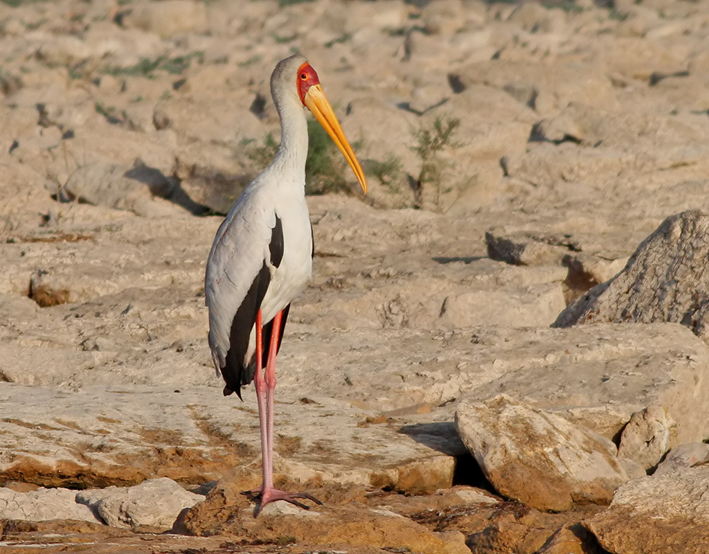 Afrikansk ibisstork  <br> Yellow-billed Stork <br> Mycteria ibis