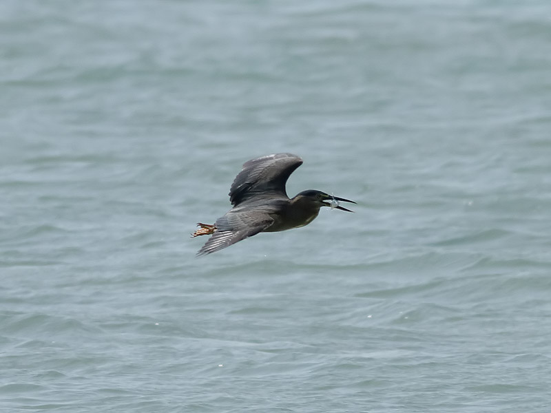 Mangrovehger <br>Striated Heron  <br> Butorides striatus