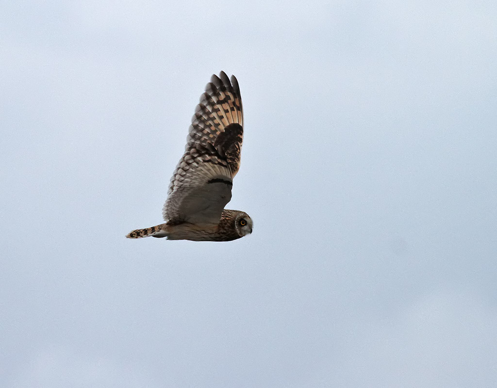 Jorduggla<br> Asio flammeus<br> Short-eared Owl