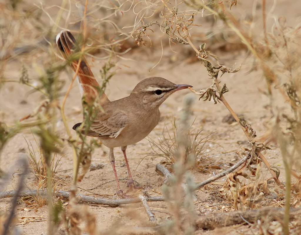 Trdnktergal<br> Rufous Bush Robin<br>Cercotrichas galactotes