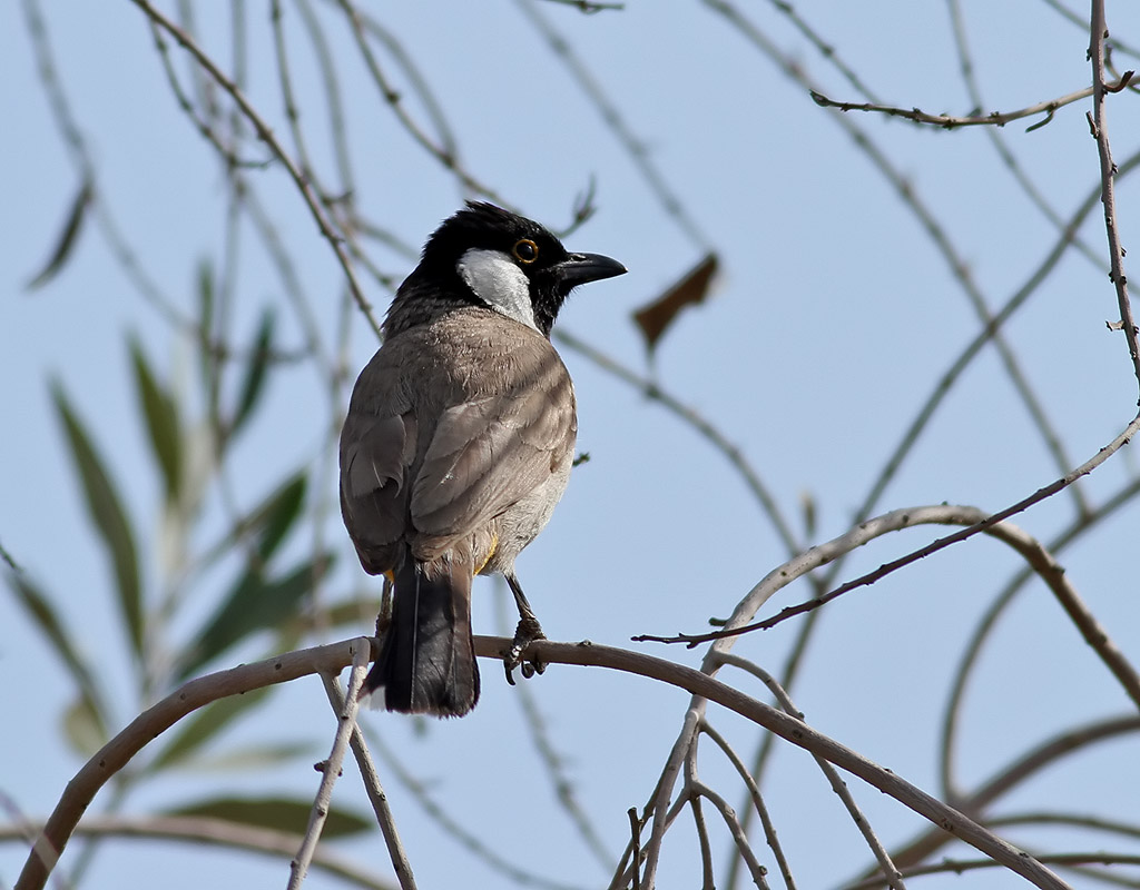 Vitkindad bulbyl <br> White-eared Bulbul <br> Pycnonotus leucotis 