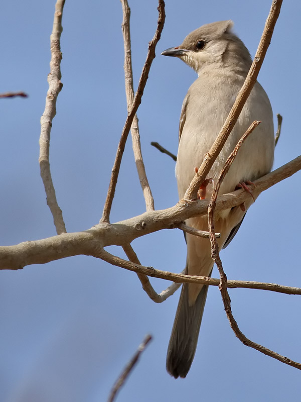 Grey Hypocolius <br> Hypocolius ampelinus