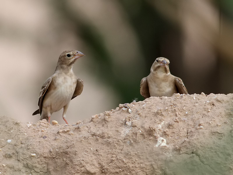 Gulstrupig stensparv <br> Chestnut-shouldered Petronia <br> Petronia xanthocollis