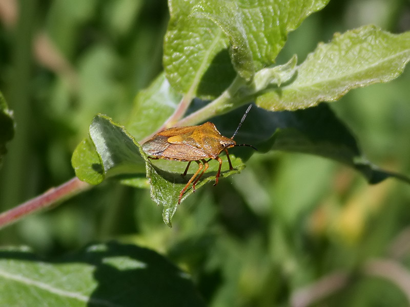  Purpurbrfis  Carpocoris purpureipennis 