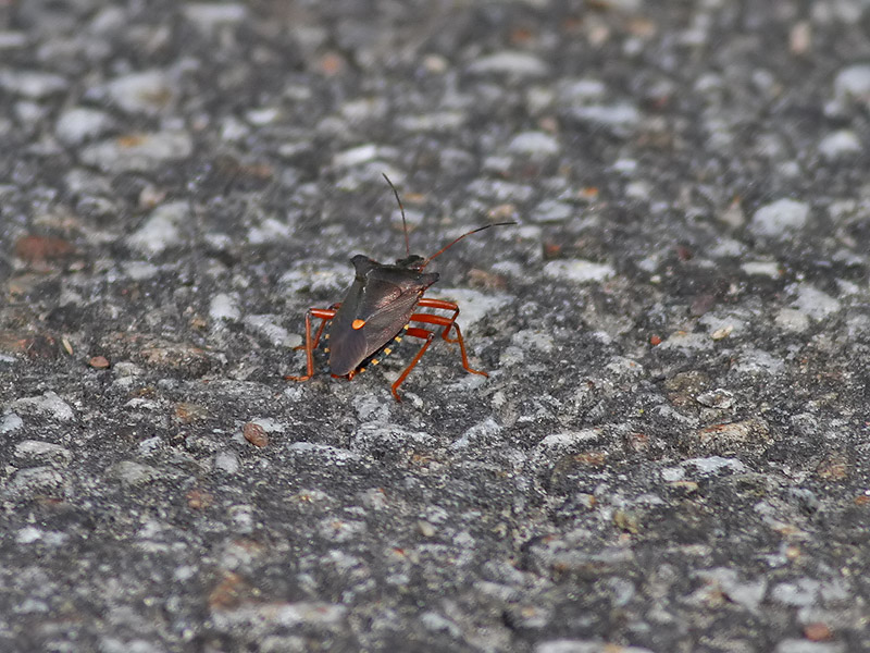 Rdbent brfis  Forest Bug  Pentatoma rufipes