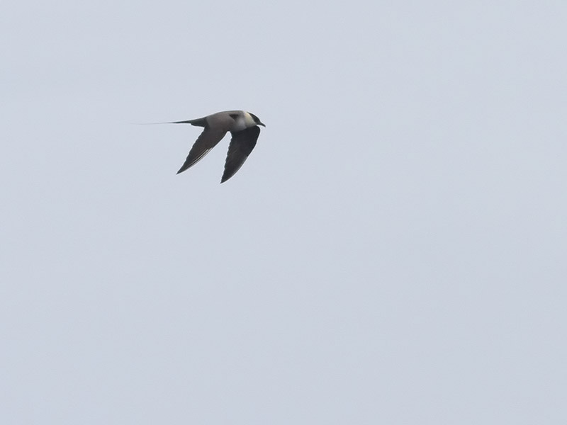 Fjllabb <br> Long-tailed skua<br> Stercorarius longicaudus