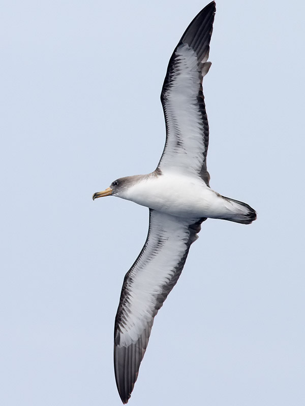 Gulnbbad lira <br>Calonectris diomedea <br>Corys Shearwater