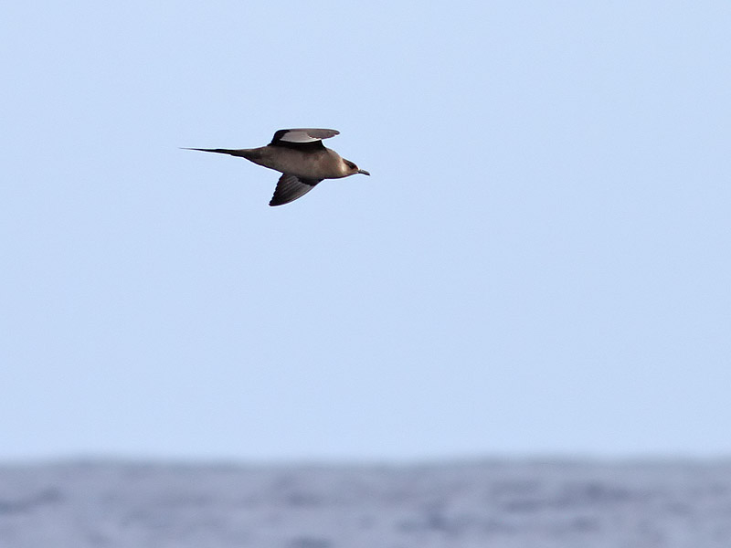 Kustlabb <br> Stercorarius parasiticus<br> Parasitic Jaeger (Arctic Skua)