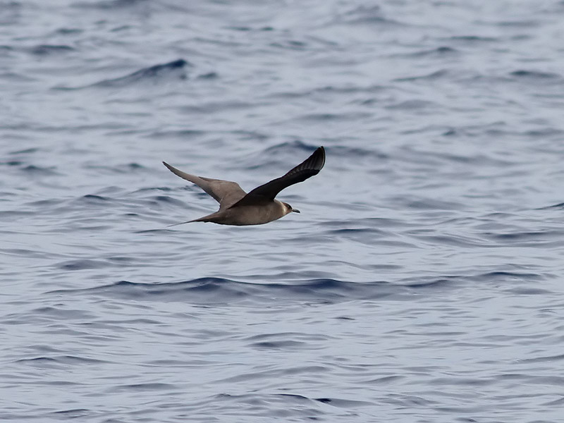 Kustlabb <br> Stercorarius parasiticus<br> Parasitic Jaeger (Arctic Skua)