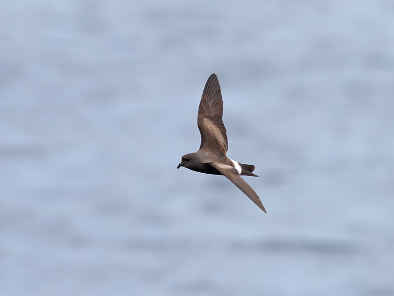 Maderian (Grants) Storm-petrel <br> Oceanodroma castro