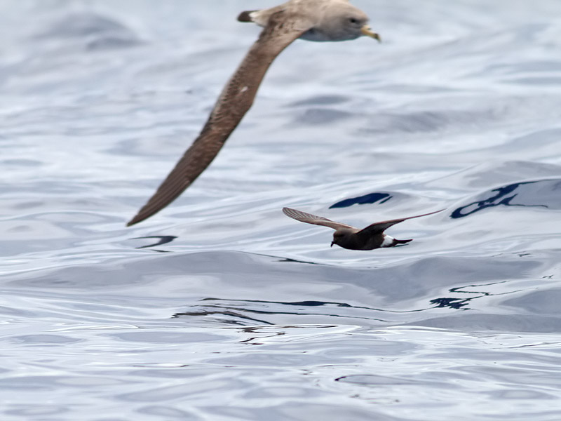 Maderian (Grants) Storm-petrel <br> Oceanodroma castro