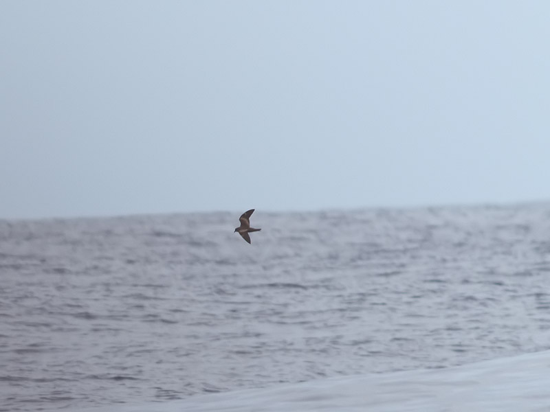 Swinhoes stormsvala <br> Swinhoes storm petrel <br> Oceanodroma monorhis