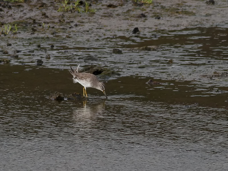 Mindre beckasinsnppa <br> Short-billed dowitcher <br> Limnodromus griseus