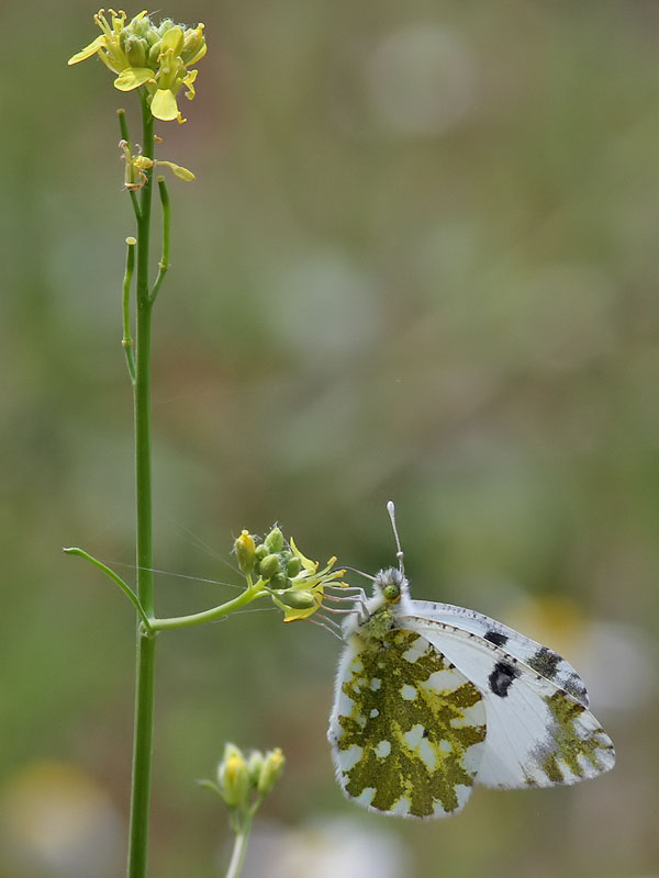 Grnsprcklig vitfjril <br> Eastern Dappled White <br> Euchloe ausonia