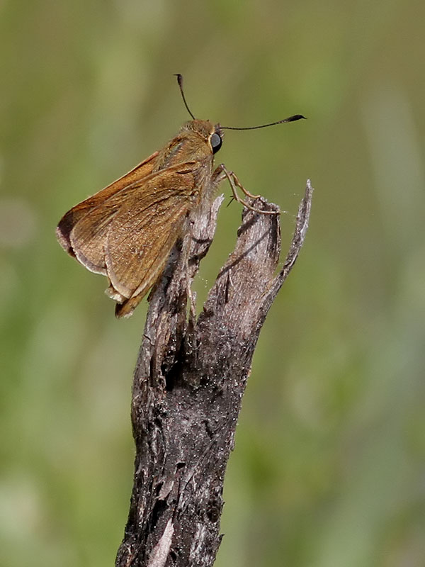 Mediterranean Skipper <br> Gegenes nostrodamus