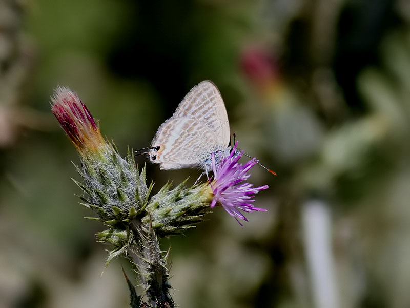 Lngsvansad blvinge <br> Long-tailed Blue <br> Lampides boeticus