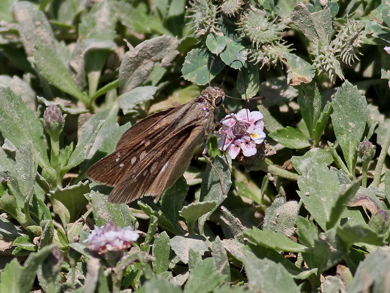 Skipper sp