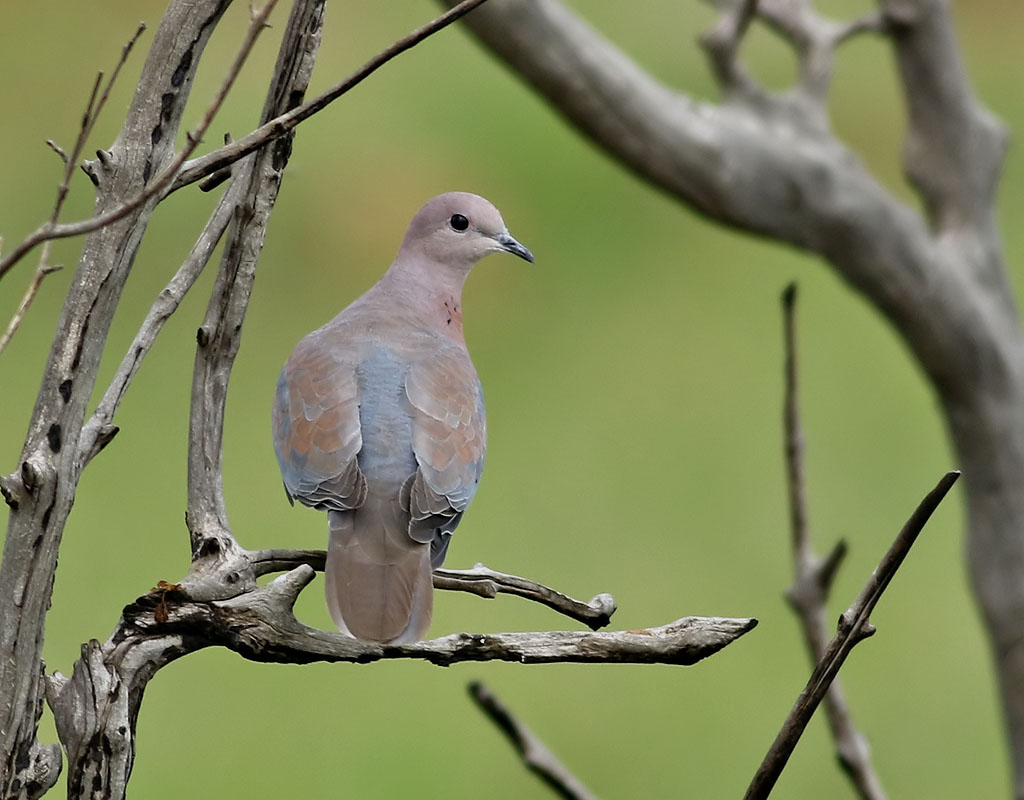 Palmduva <br> Laughing Dove <br> Streptopelia senegalensis