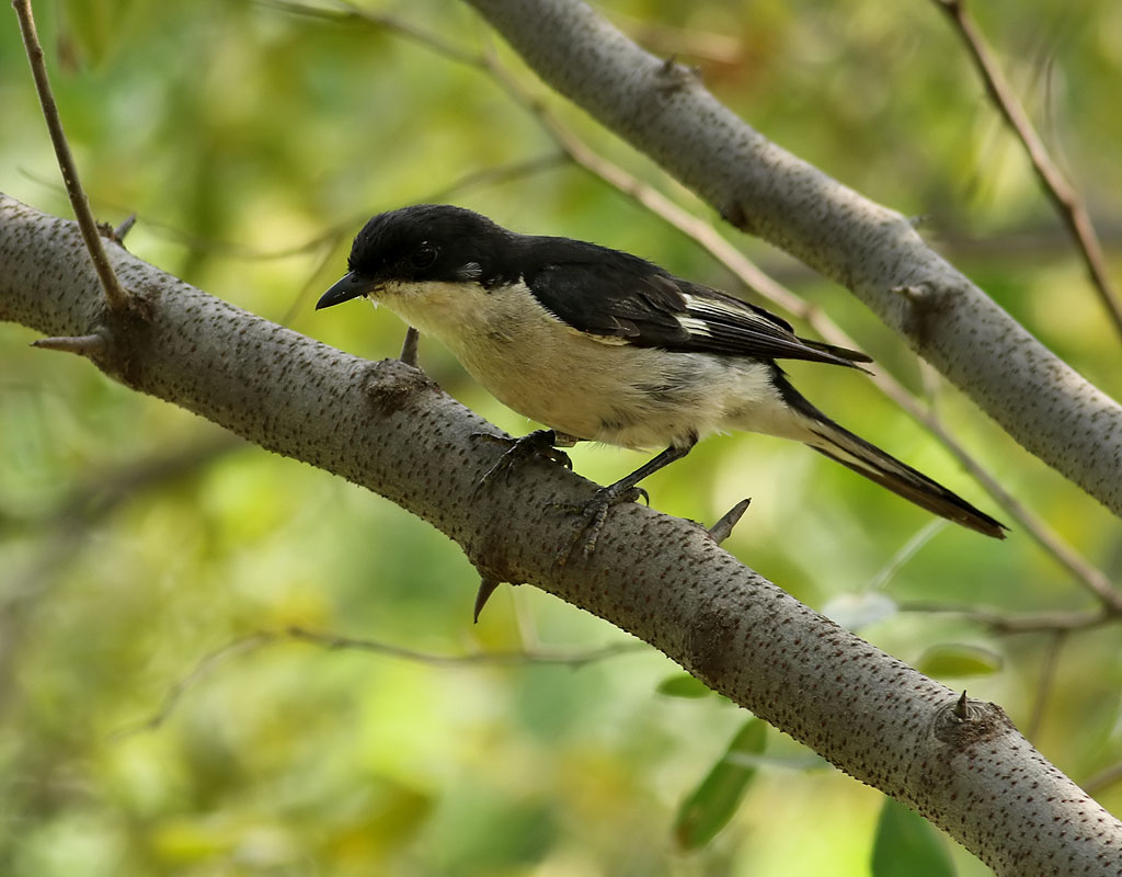 Fiscal Flycatcher <br> Sigelus silens