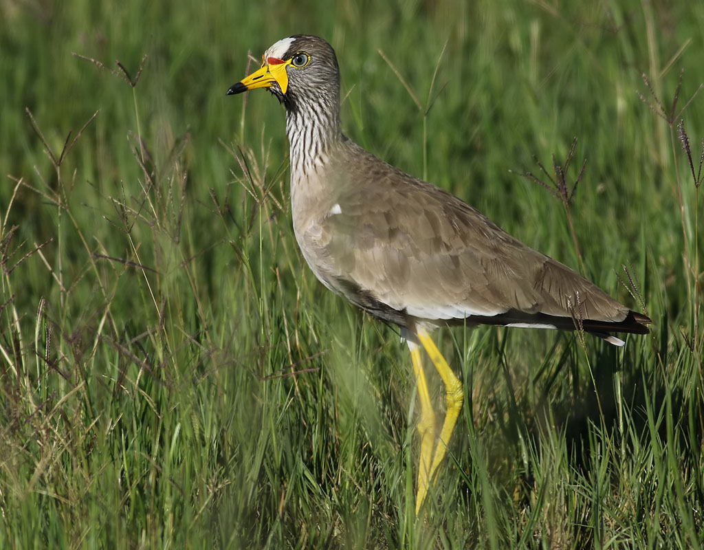 Vrtvipa <br> African Wattled Lapwing <br> Vanellus senegallus