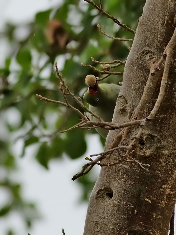 Afrikansk grnduva <br> African Green Pigeon <br> Treron calvus