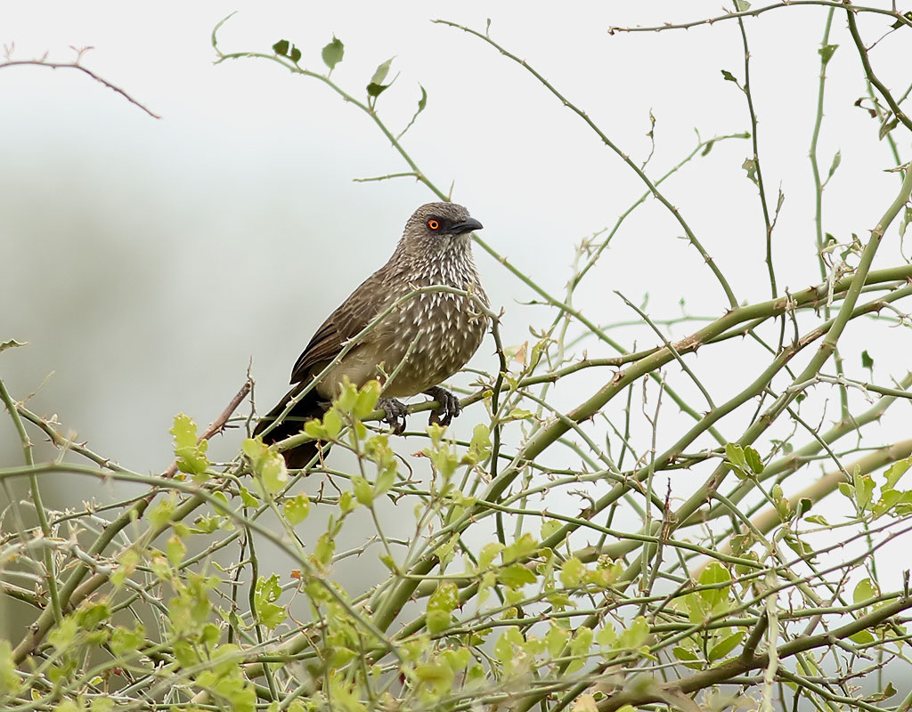 Flckig skriktrast <br> Arrow-marked Babbler <br> Turdoides jardineii