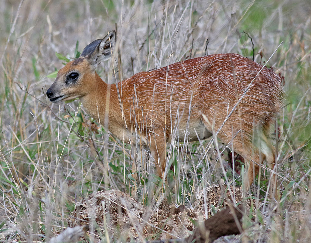 Sharpes stenantilop <br> Sharpes Grysbok <br> Raphicerus sharpei