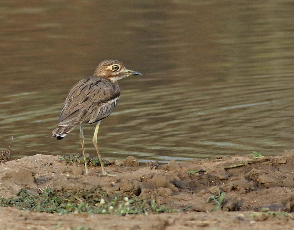 Vattentjockfot <br> Water Thick-knee <br> Burhinus vermiculatus