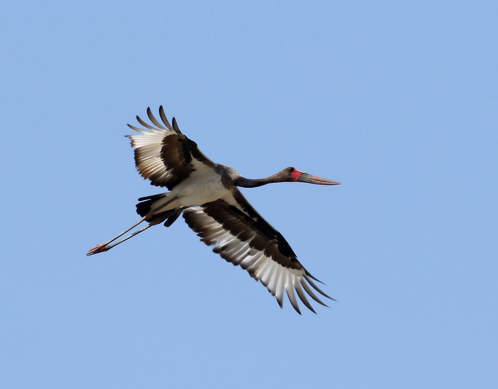 Sadelnbbsstork <br> Saddle-billed Stork <br> Ephippiorhynchus senegalensis