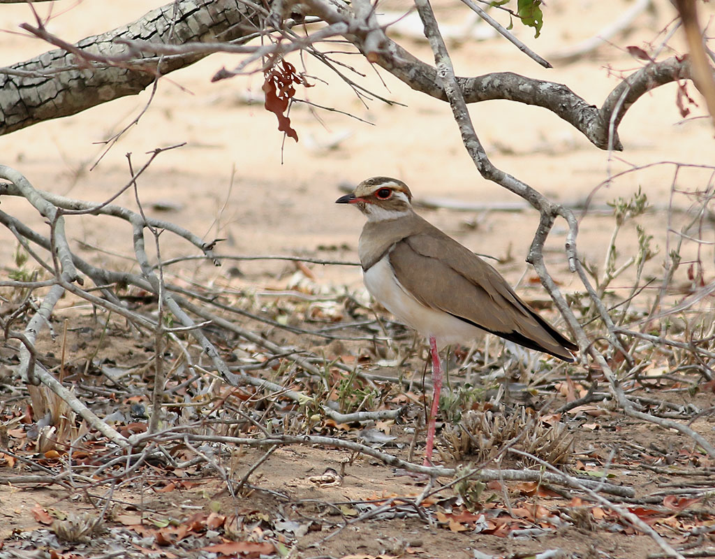 Strre kenlpare <br> Bronze-winged Courser <br> Rhinoptilus chalcopterus