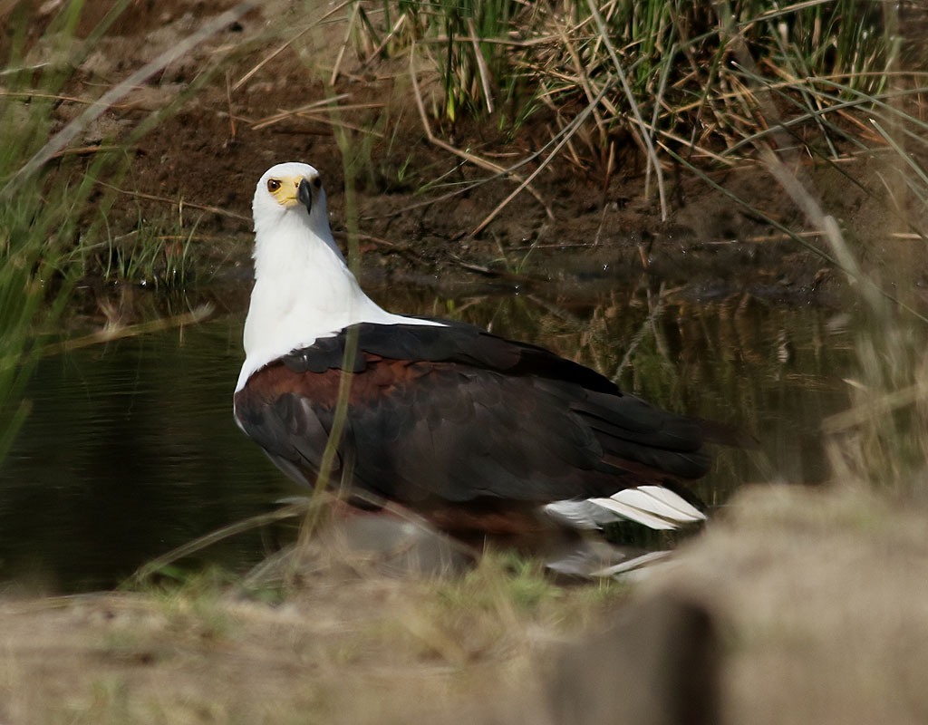 Skrikhavsrn <br> African Fish Eagle <br> Haliaeetus vocifer