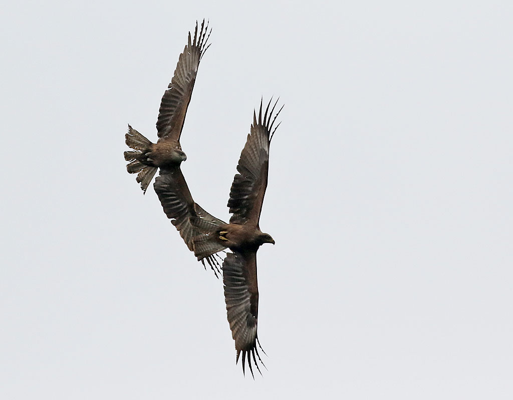 Brunglada <br> Milvus migrans<br> Black Kite