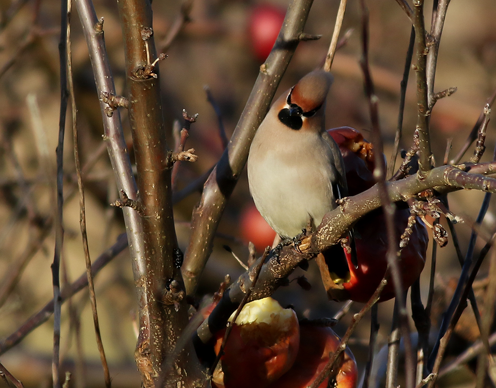 Sidensvans <br> Bombycilla garrulus <br> Bohemian Waxwing