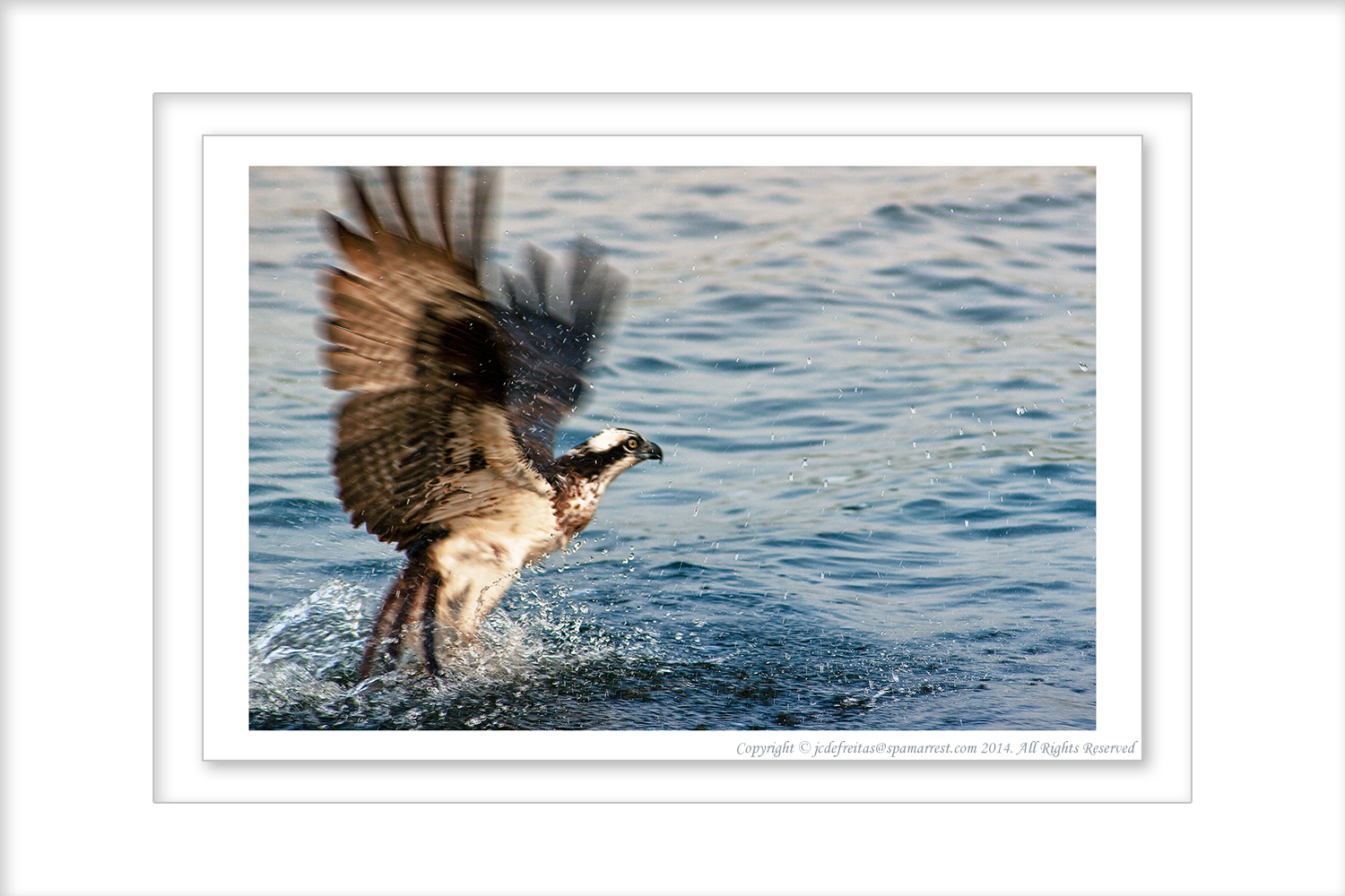 2010 - Rice Lake, Ontario - Canada