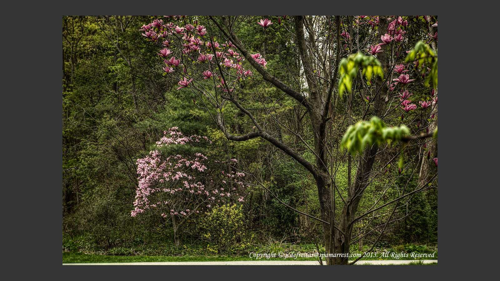 2013 - Magnolias - Edwards Gardens - Toronto, Ontario - Canada