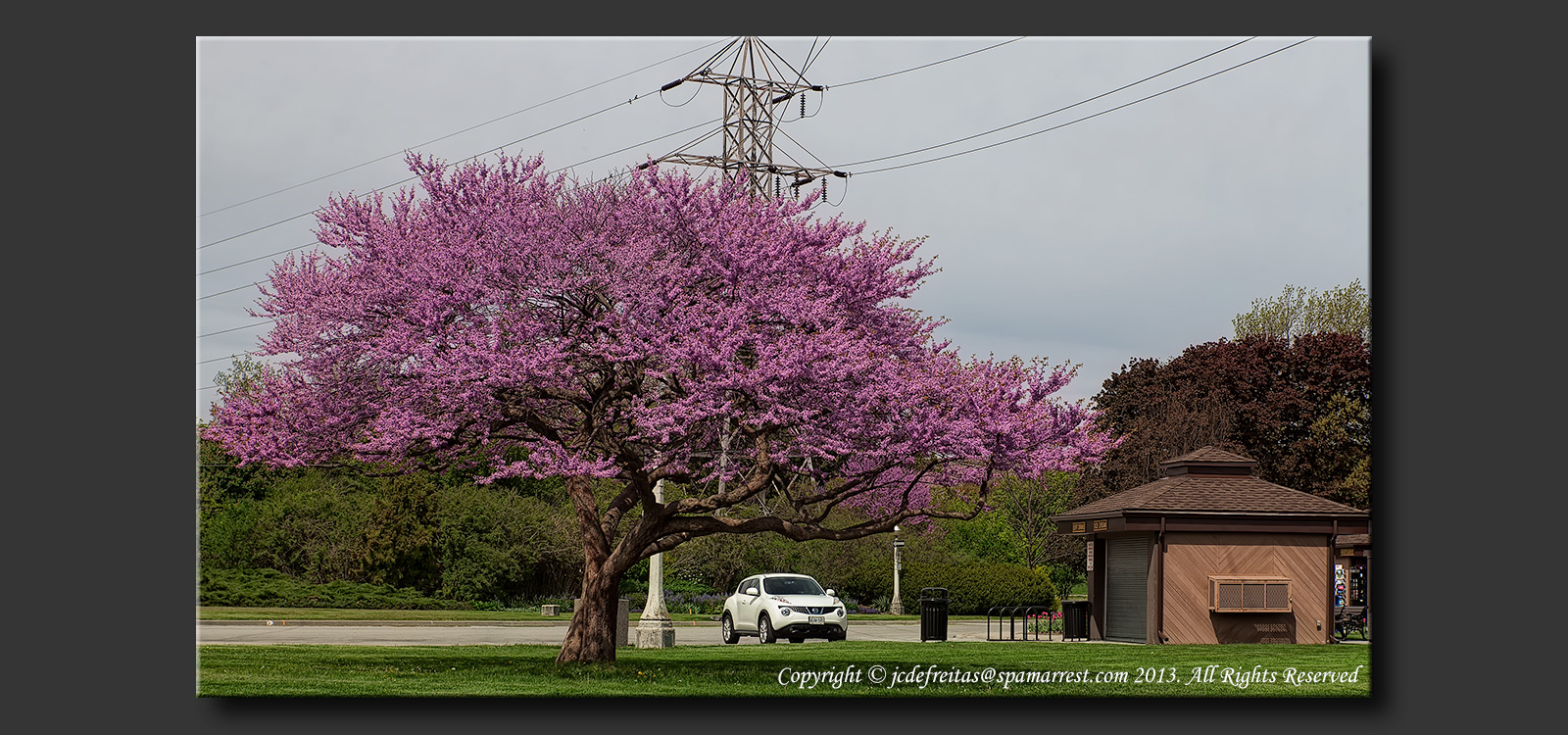 2013 - Cercis canadensis L. (redbud tree) - Niagara Falls, Ontario - Canada