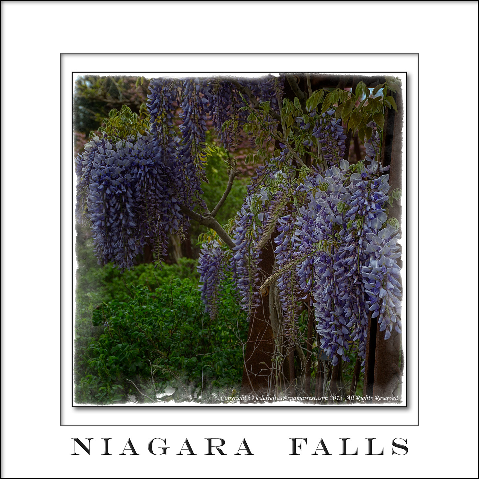 2013 - Wisteria - Niagara Falls, Ontario - Canada