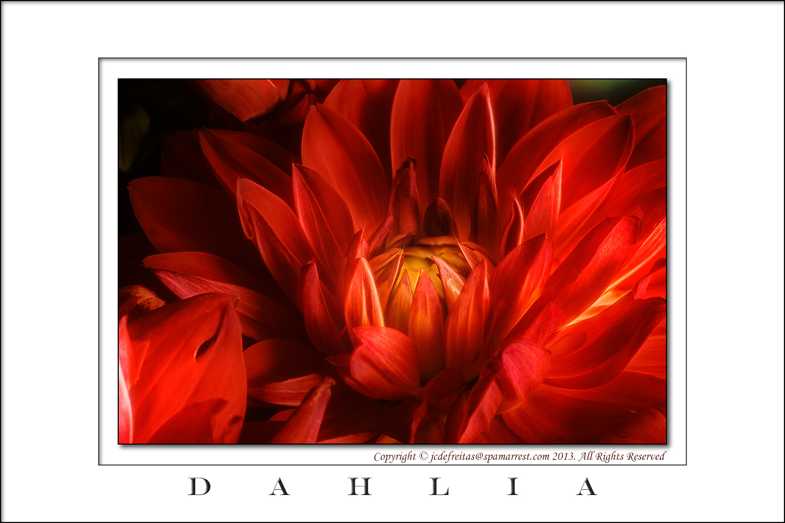 2013 - Dahlia