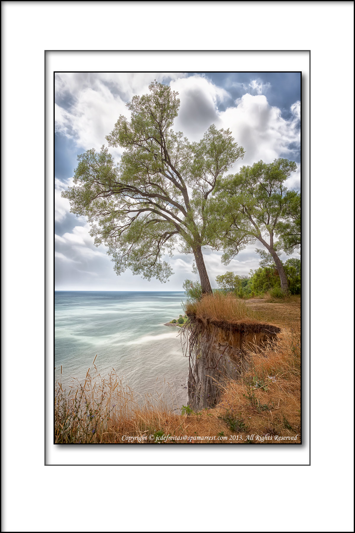 Tree at the Edge - Scarborough Bluffers - Toronto, Ontario - Canada