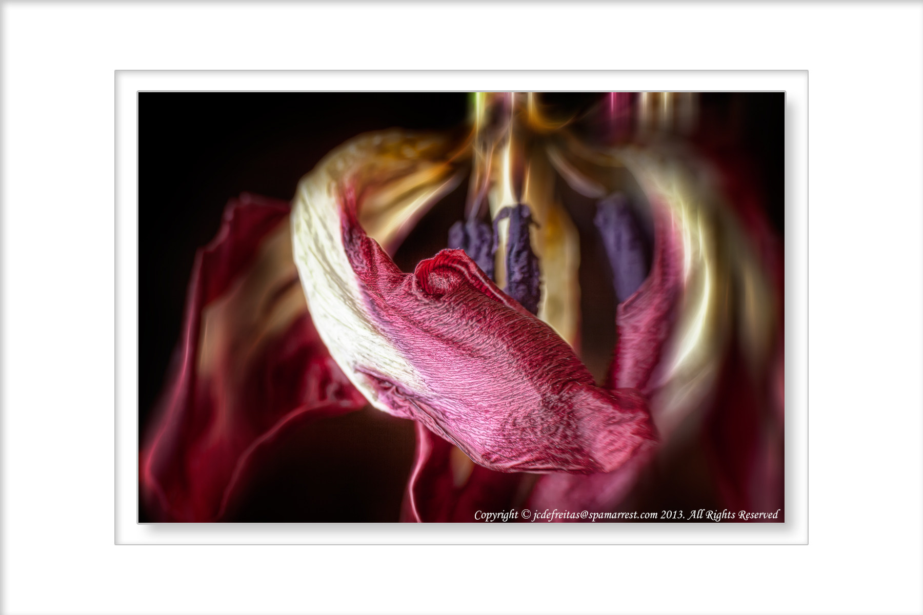 2013 - Dead Tulip (Macro)