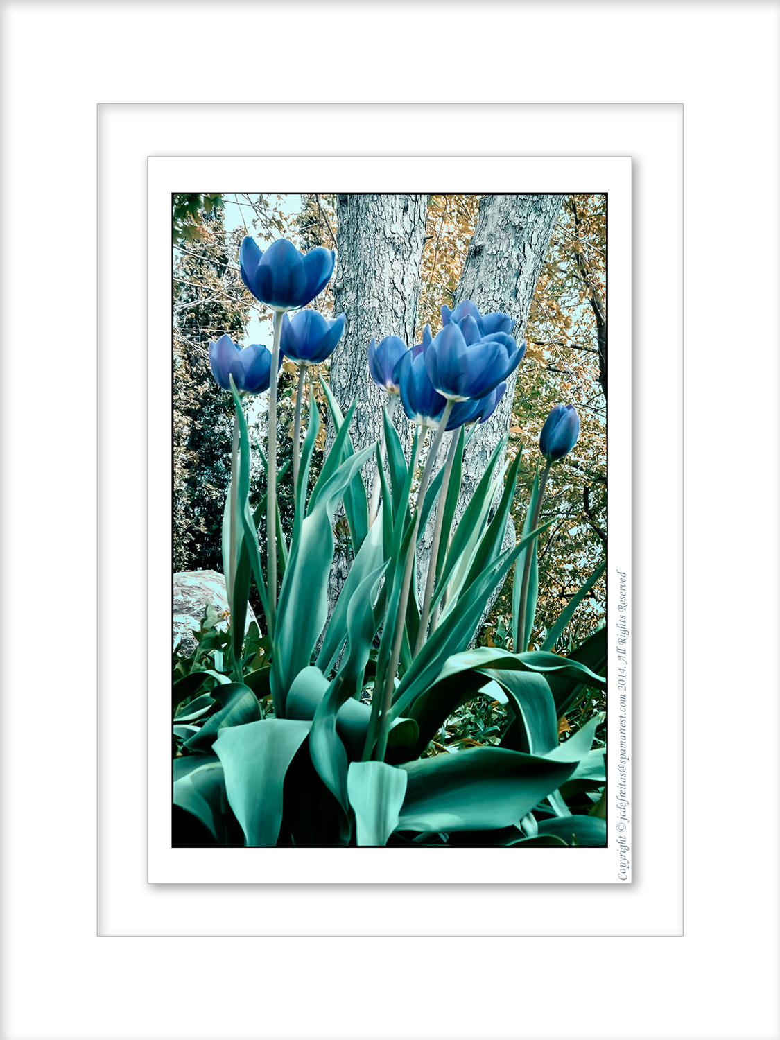 2014 - Tulips - Finally Spring has Sprung in Toronto, Ontario - Canada