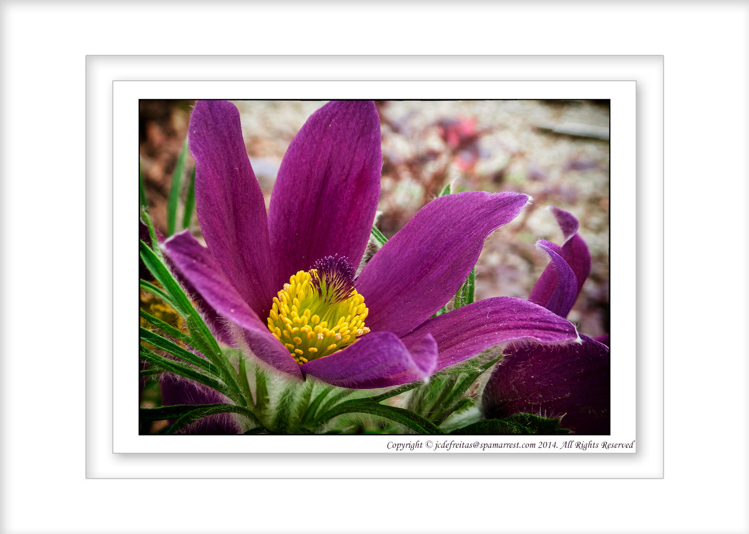 2014 - Pulsatilla - Finally Spring has Sprung in Toronto, Ontario - Canada