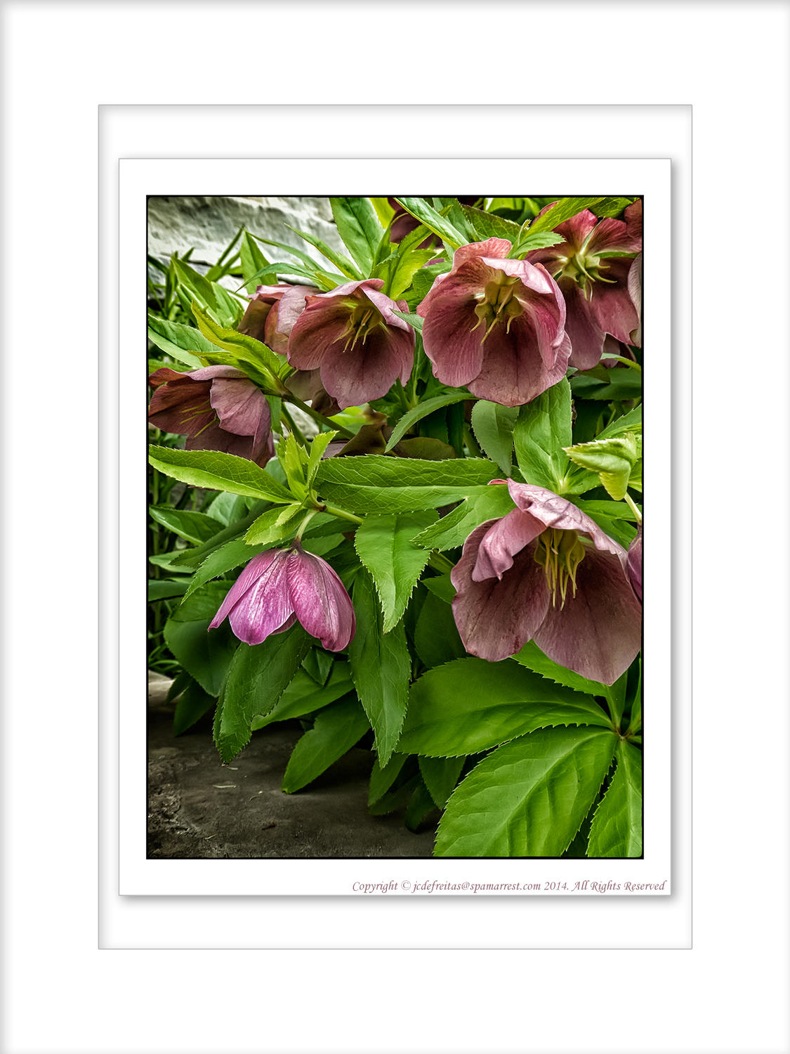 2014 - Hellebores - Toronto, Ontario - Canada
