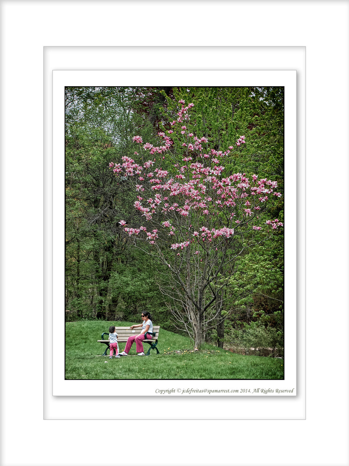 2014 - Magnolia, Edwards Garden - Toronto, Ontario - Canada