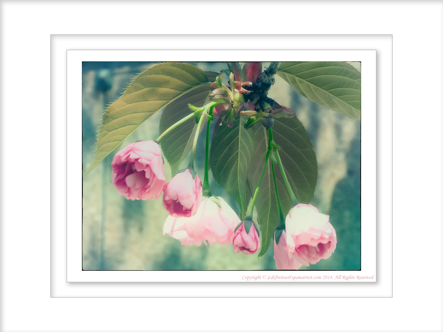 2014 - Crabapple Blossoms - Toronto, Ontario - Canada