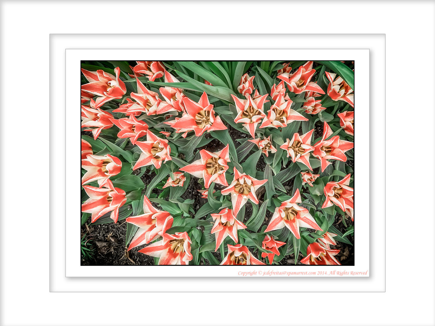 2014 - Tulips - Edwards Garden - Toronto, Ontario - Canada