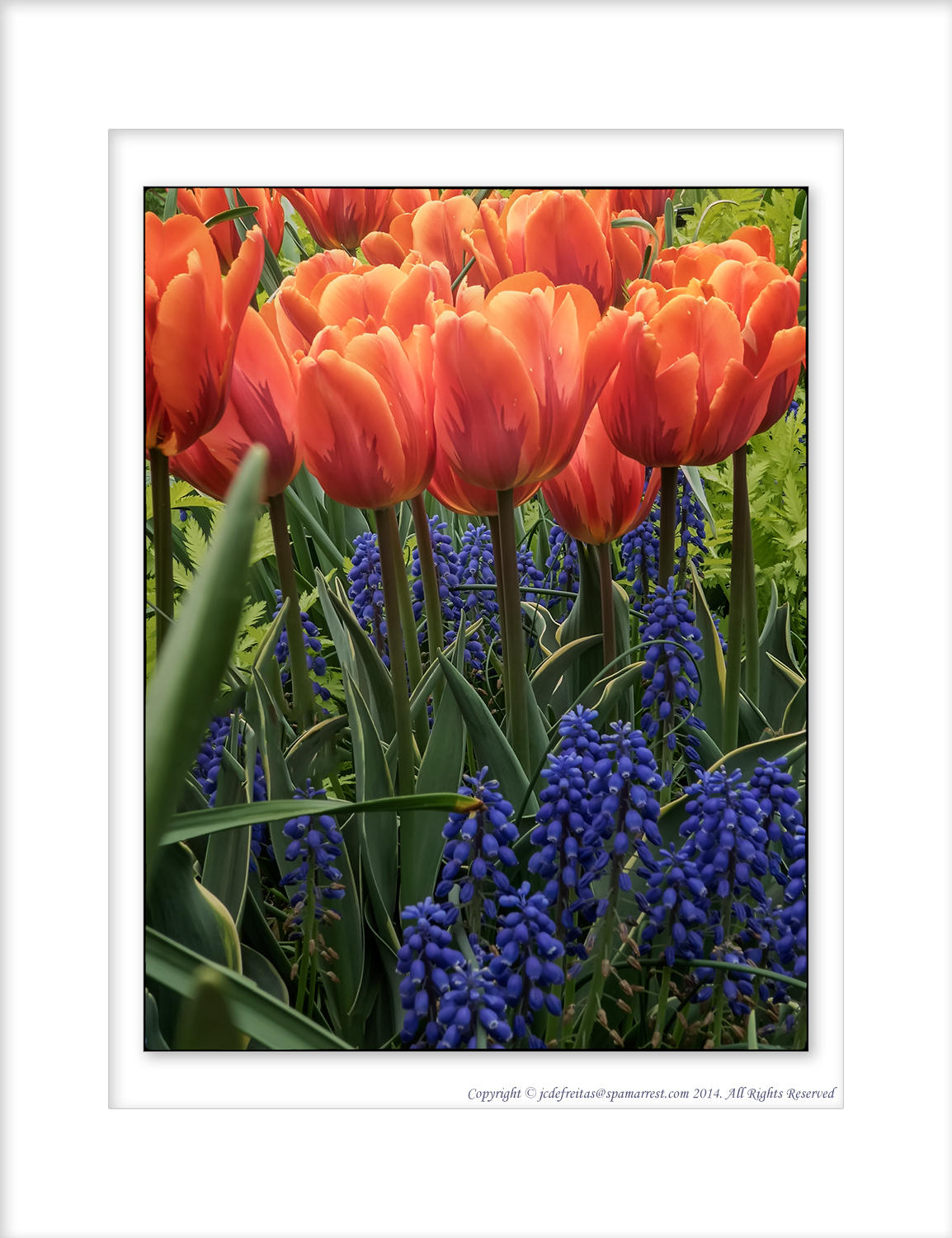 2014 - Tulips, Edwards Garden - Toronto, Ontario - Canada