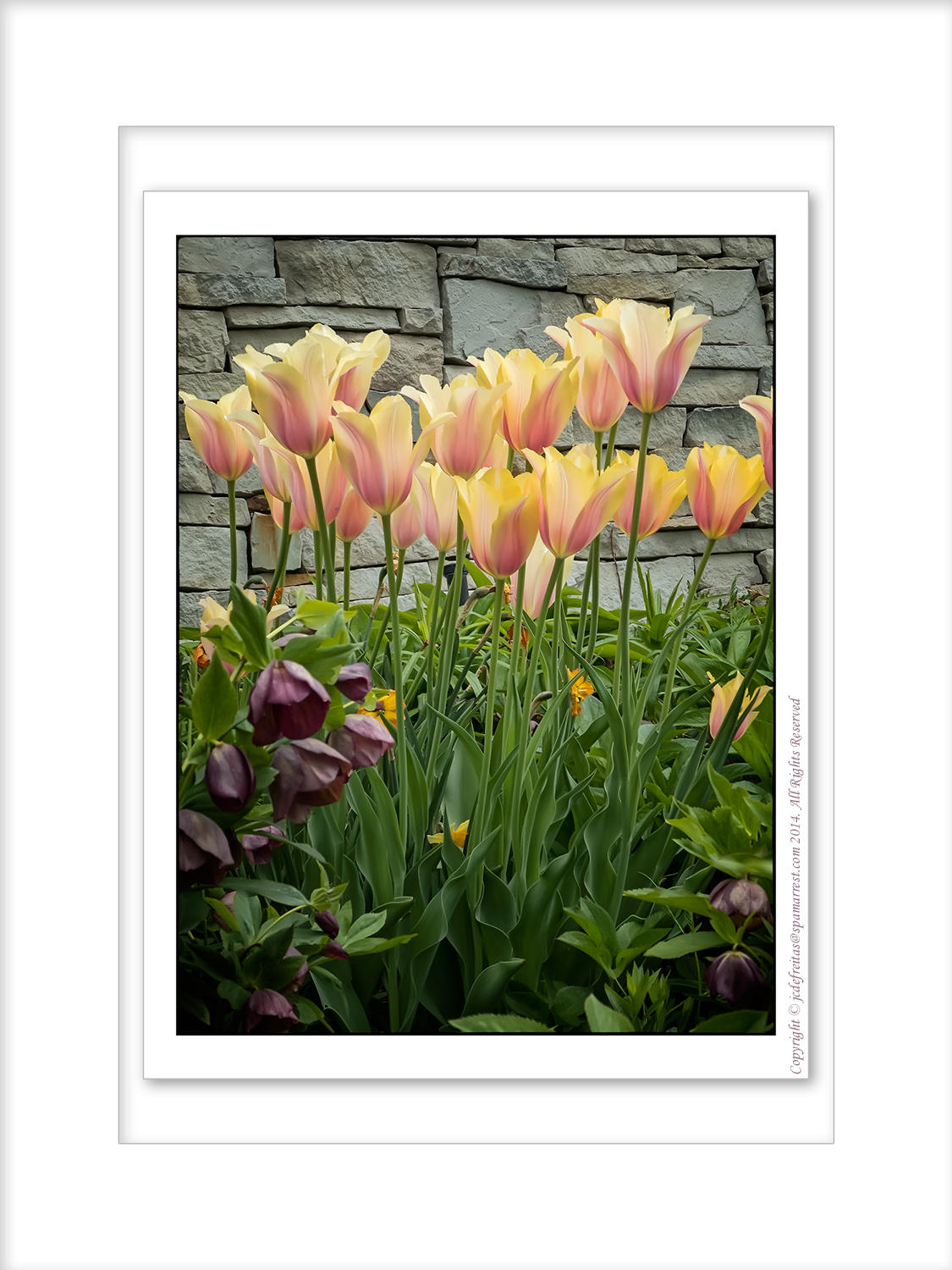 2014 - Tulips, Edwards Garden - Toronto, Ontario - Canada