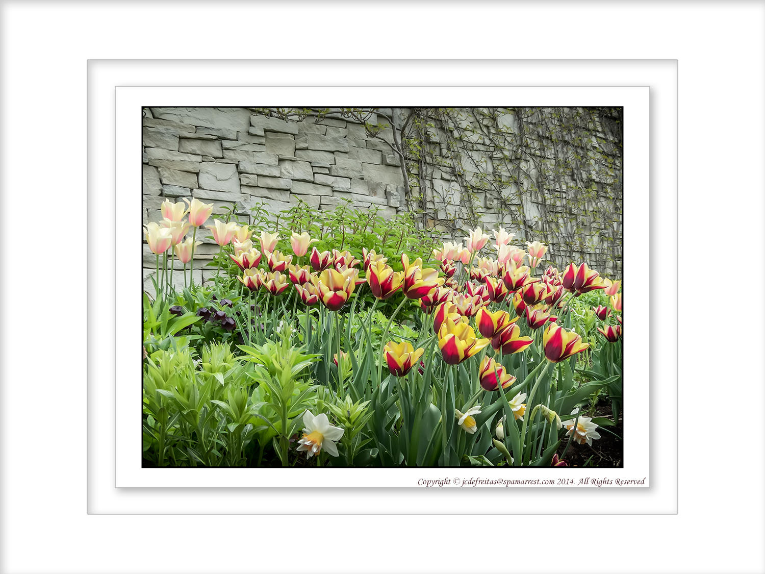 2014 - Tulips, Edwards Garden - Toronto, Ontario - Canada